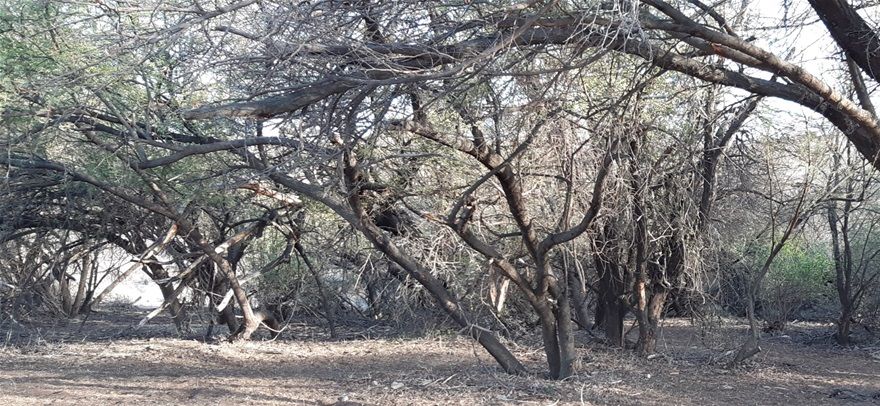 Mwena camp with lots of shade
